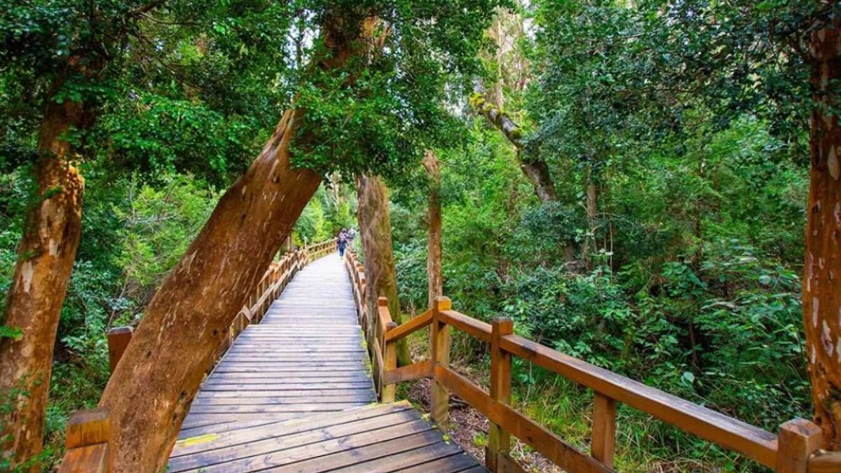Quetrihué: el bosque de arrayanes que se recorre entre la tierra y el agua