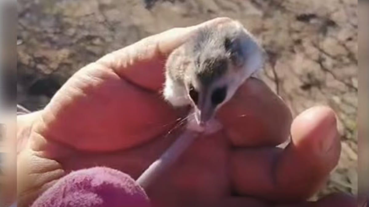 Una comadreja enana se escondió entre la leña en Cutral Co y reavivó una pregunta que muchos vecinos se hacen