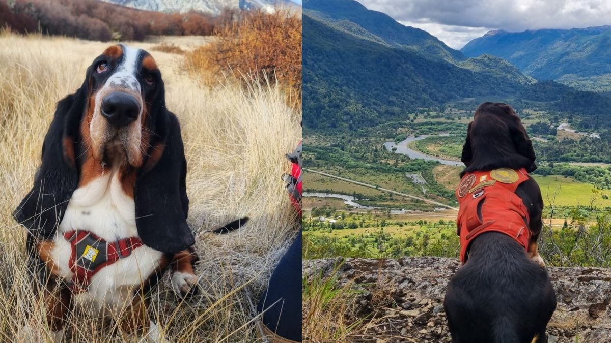 Humboldt, el basset hound que se convirtió en una herramienta clave para la ciencia en la Patagonia