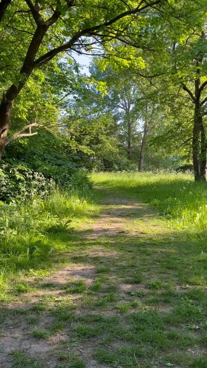 Shinrin-yoku: la vieja costumbre japonesa de dejarse abrazar por un bosque para calmar el cuerpo y la cabeza