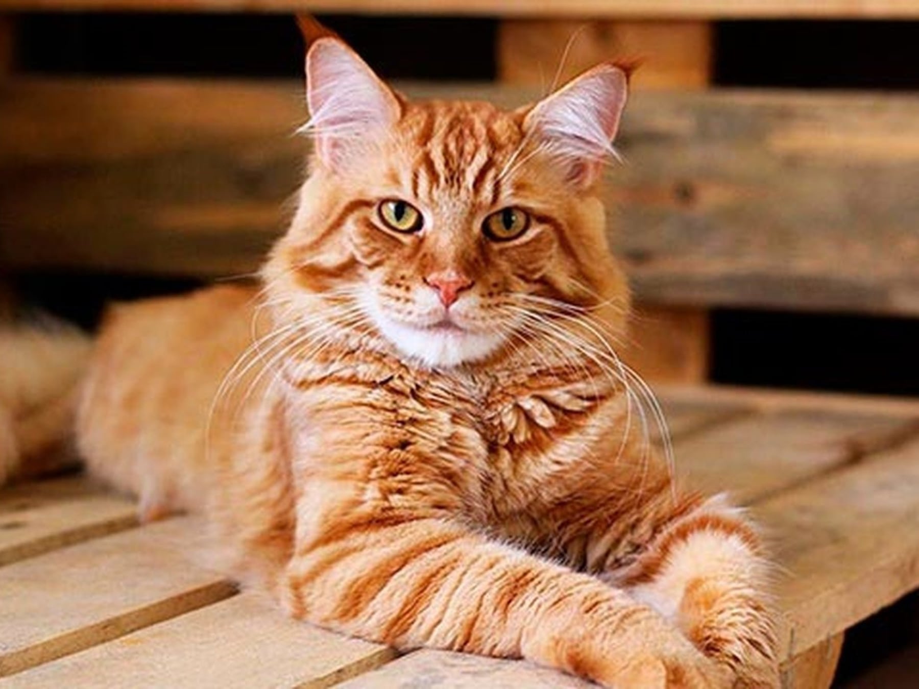 Cuando el gato se vuelve parte del hogar: la vida en departamento según Proyecto 4 Patas