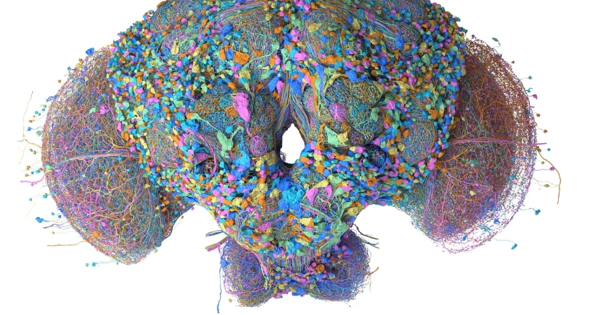 Un cerebro de mosca en versión digital aprende a jugar, clasificar correos y mover una cartera cripto