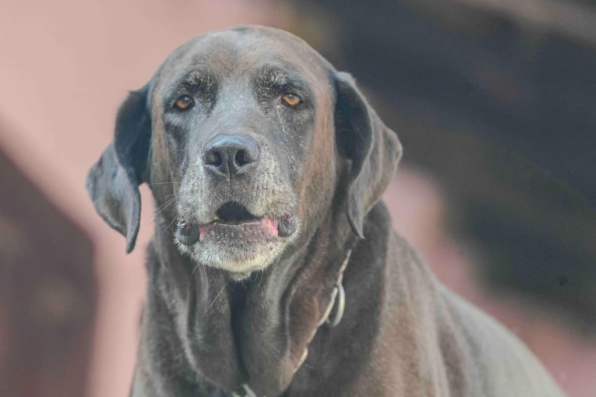 El Chaltén encarece la tenencia responsable: registrar una mascota sale 20 módulos y mantenerla al día, 15 por año
