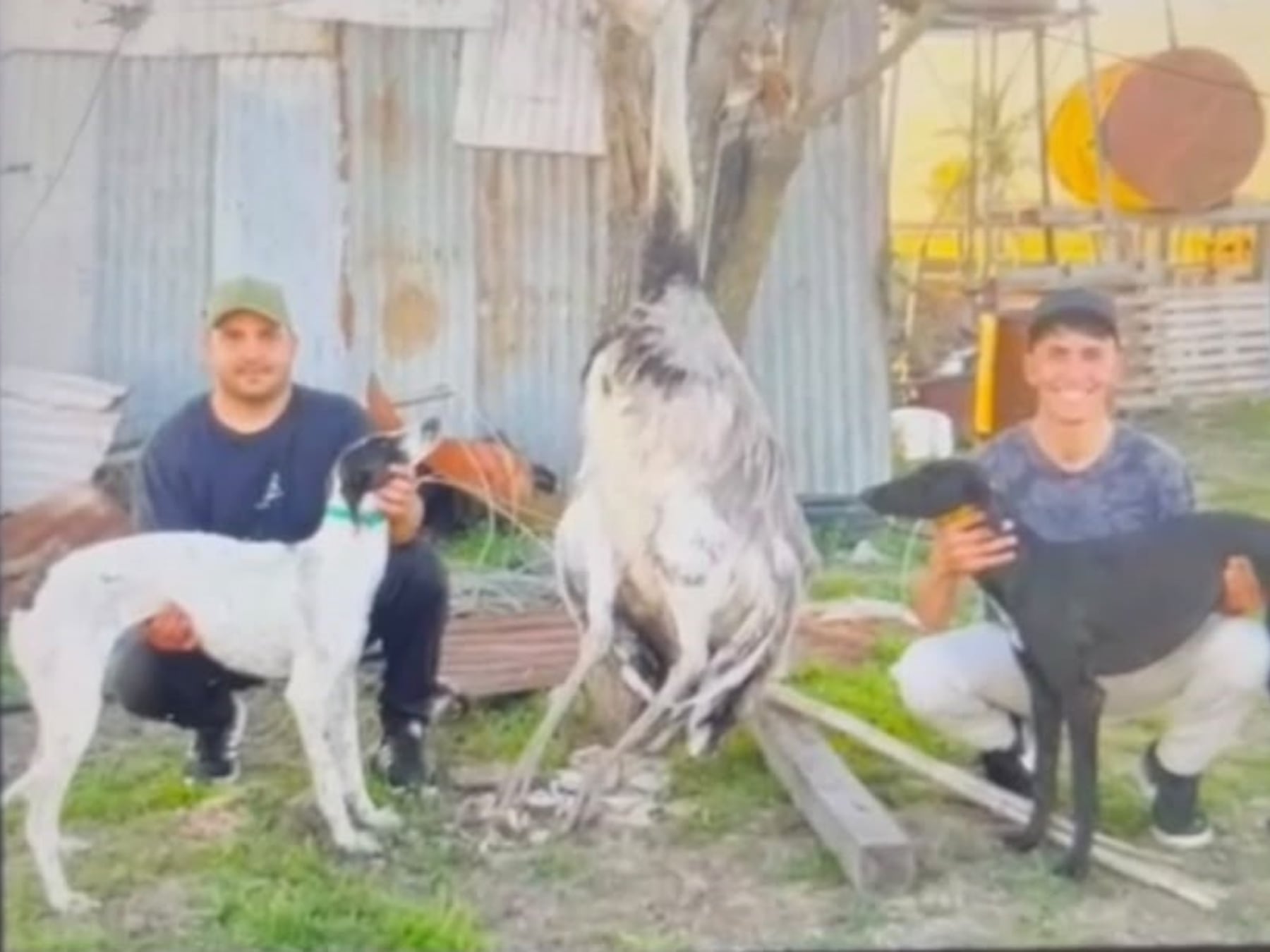 Pergamino: dos hombres quedaron imputados por matar a un ñandú con galgos en un campo rural