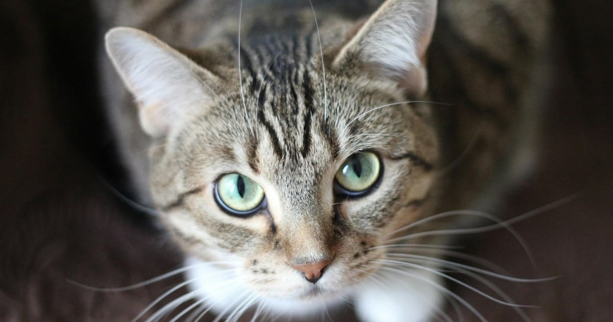 Luna y Tomi: dos gatos, un mismo parásito y la pregunta que se hizo toda la familia en Salta