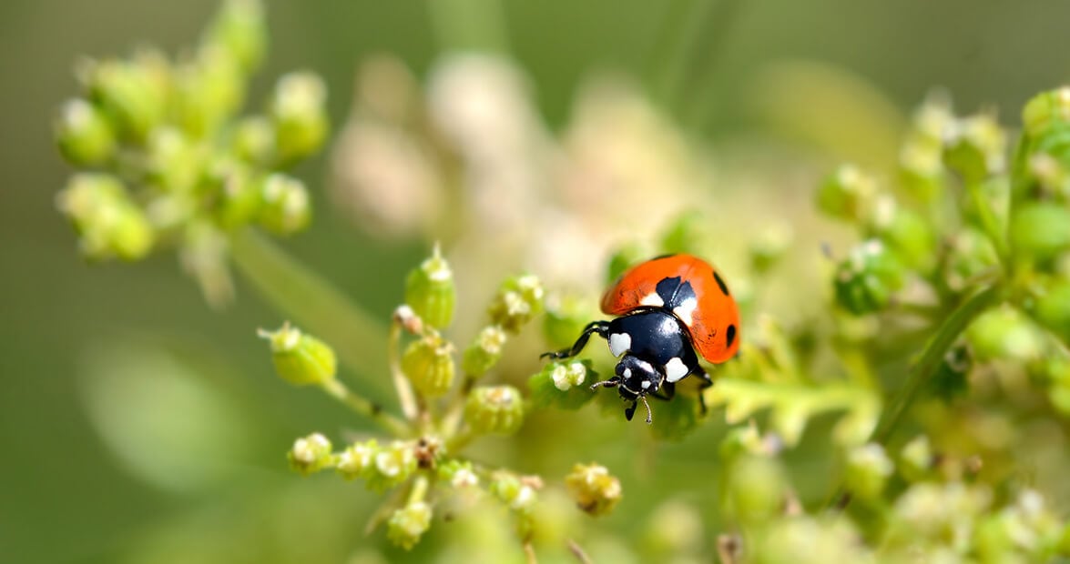 Adiós a las plagas del jardín: las recetas de la huerta que recomienda el INTA para cuidar plantas sin químicos