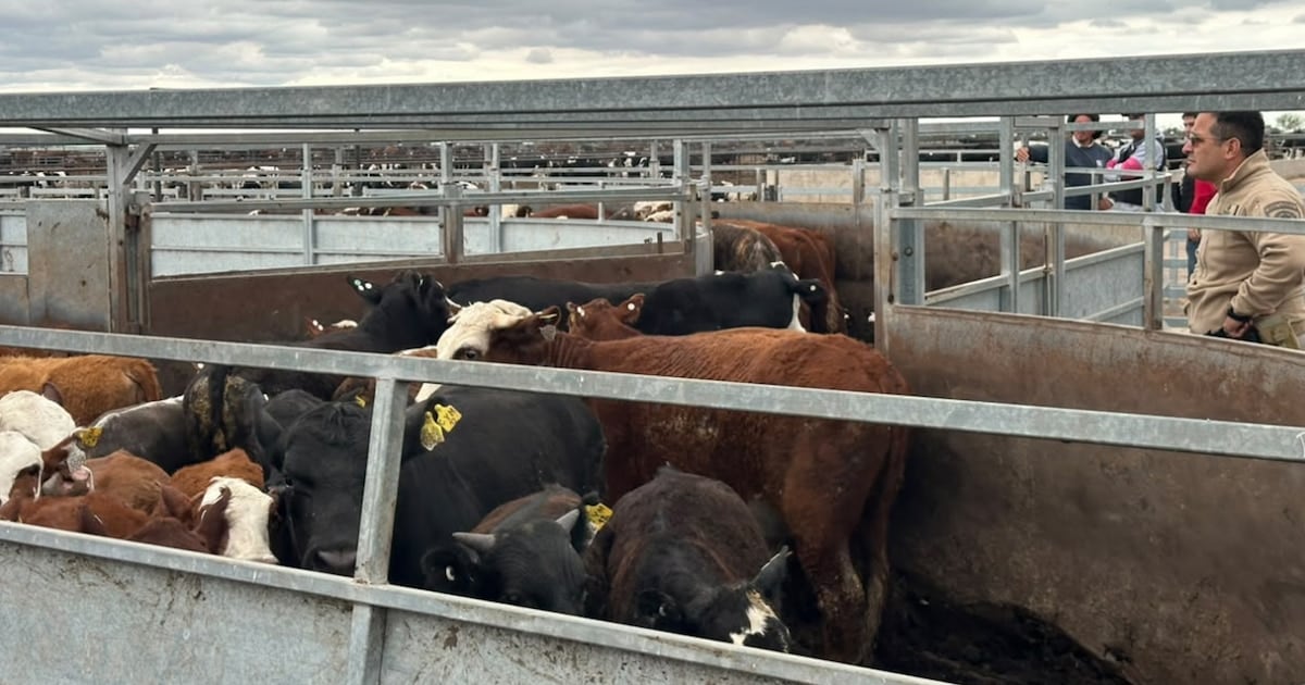 Operativo conjunto entre fuerzas de Santa Fe y Córdoba recupera 135 animales comprados con cheques sin fondo