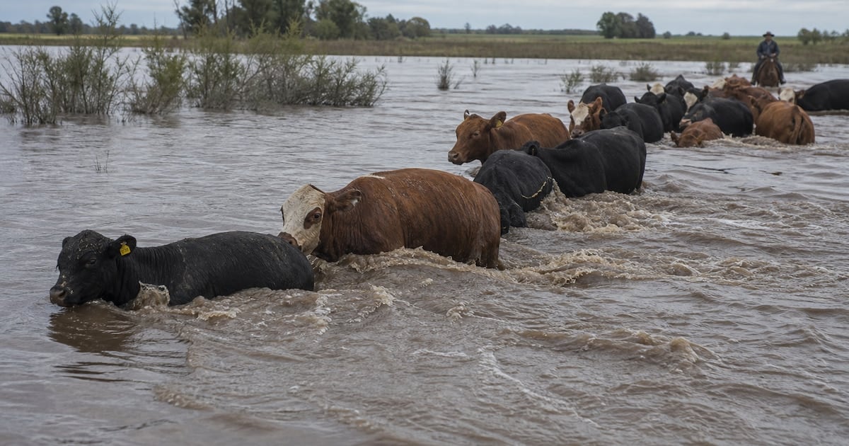 La crecida del Paraná golpea a la ganadería correntina y recalienta el precio de la hacienda en Cañuelas
