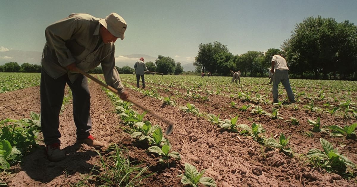 El Gobierno prorrogó por un año el piso de asignaciones para los trabajadores rurales de temporada