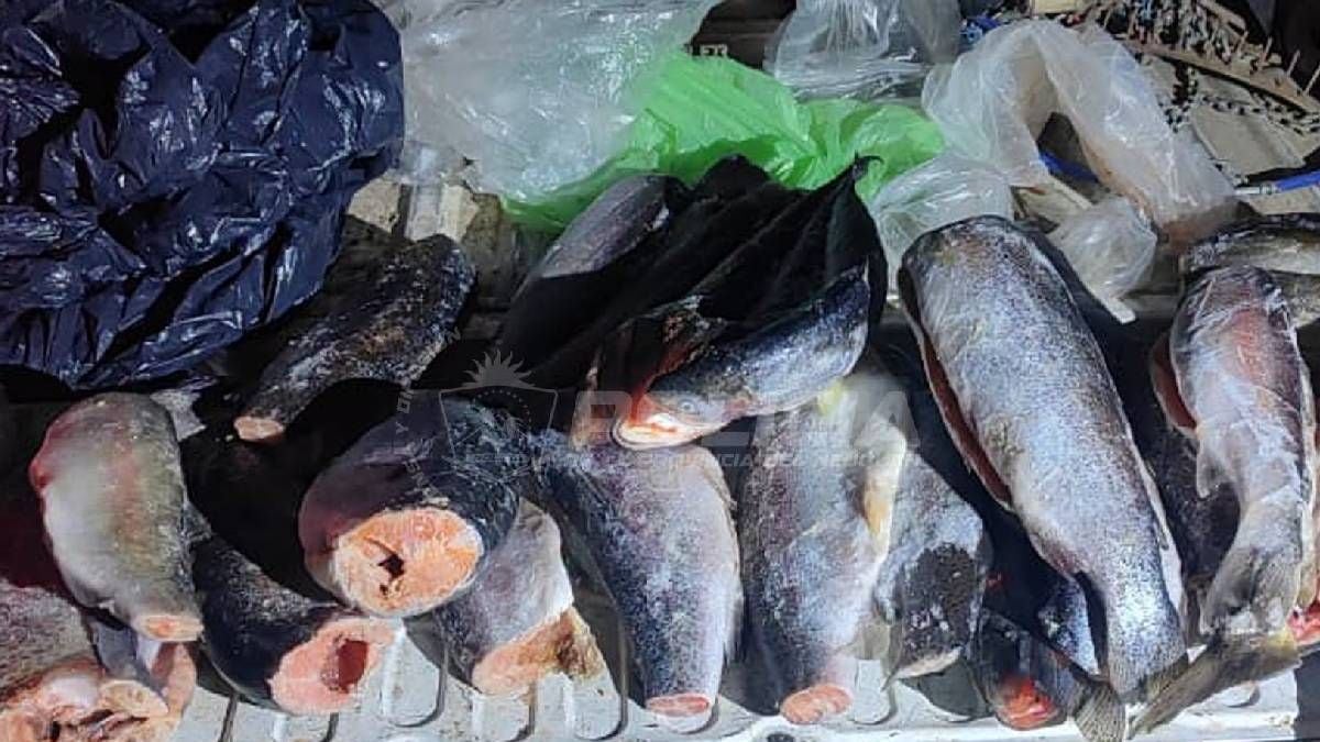 Pesca en Neuquén: la ventana previa al 1 de noviembre, con cupos estrictos y controles en la Ruta 237